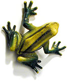 jellow frog