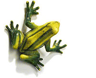 Frogbase: Wichita Web Design and Development